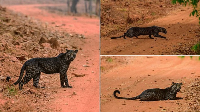 Pamje e mrekullueshme, leopardi i zi fotografohet në Indi teksa ndjek drerin [Foto]