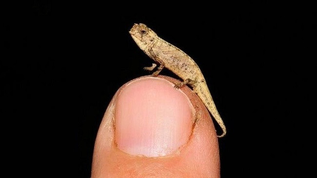 ‘Zvarraniku më i vogël në tokë’ zbulohet në Madagaskar