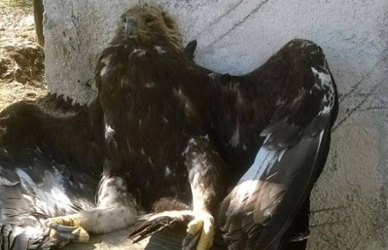 Shqiponja e malit, simboli Kombëtar, qëllohet me armë zjarri