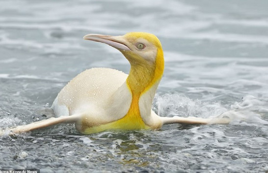 E rrallë: Fotografohet pinguini i parë i verdhë