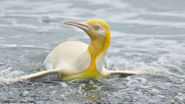 E rrallë: Fotografohet pinguini i parë i verdhë
