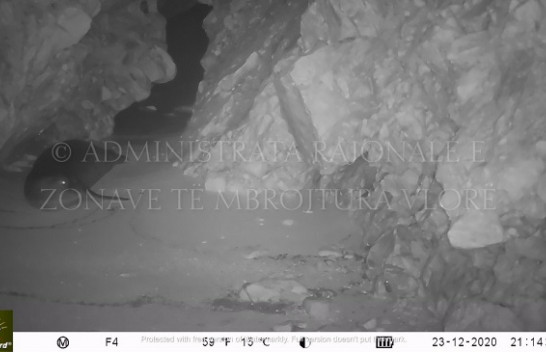 Foka mesdhetare, banorja më e re e Parkut Kombëtar Detar ‘Karaburun-Sazan’