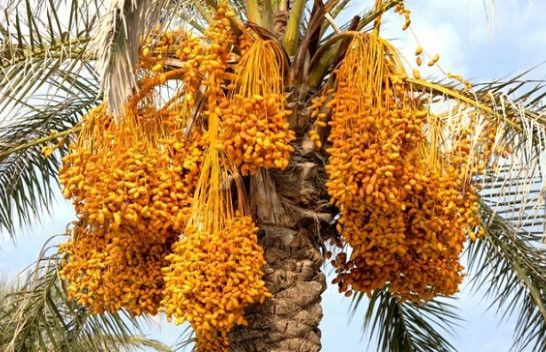 12 frutat që nuk rriten në mënyrën që kemi imagjinuar