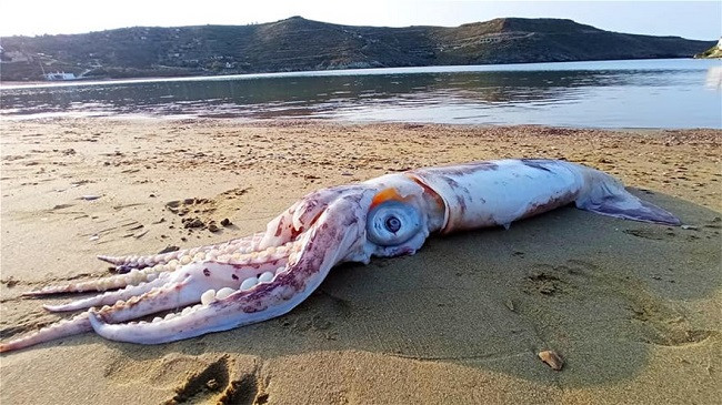 Del në breg kallamari i ngordhur me përmasa gjigante