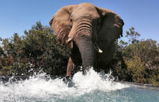 Foto të rralla nga Afrika e Jugut që tregojnë tufën e elefantëve duke u freskuar në një pishinë