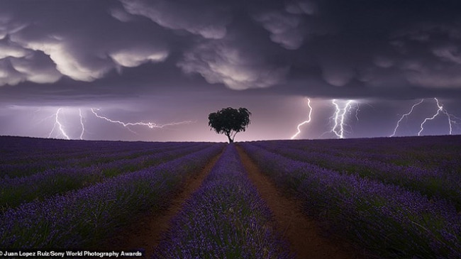 Nga vetëtima te dhelpra në borë, imazhet mahnitëse të Sony World Photography Awards