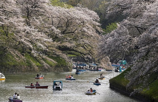 Në fotografi: Lulëzimi i qershive në Japoni