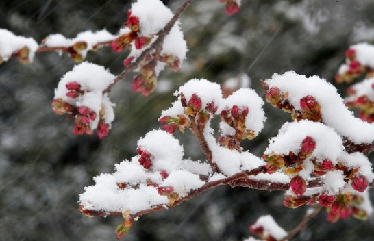 Rikthehet i ftohti polar, disa këshilla për fermerët që t’i mbrojnë pemishtet nga ngricat