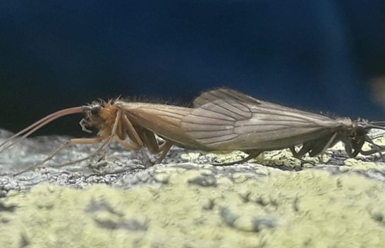 Gjendet një lloj i ri insekti në Lumëbardhin e Deçanit