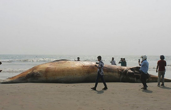 Dy balena të ngordhura gjenden në bregun e Bangladeshit, ‘të vrara’ nga mbetjet plastike në det