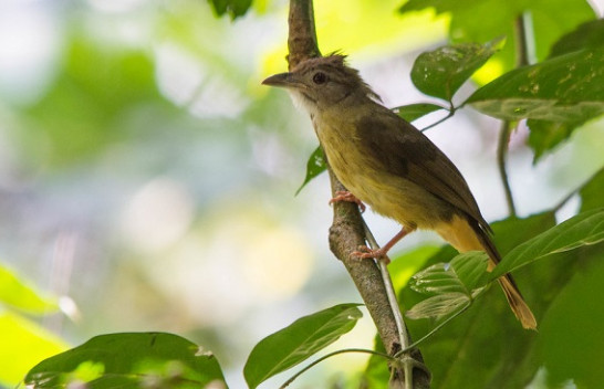 Indonezi, 9 specie zogjsh përballen me zhdukjen