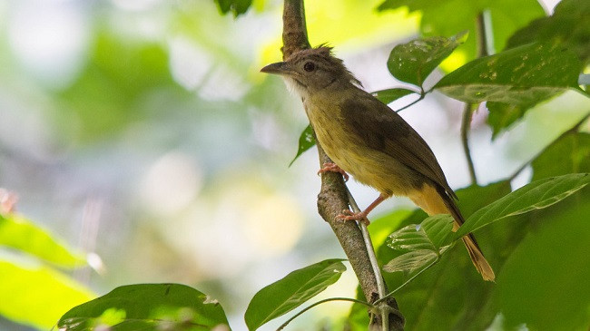 Indonezi, 9 specie zogjsh përballen me zhdukjen