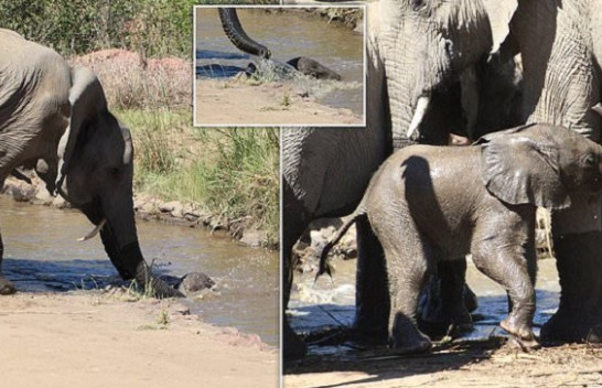 Momente të rralla kur nëna elefant mobilizon tufën për të shpëtuar të voglin që kishte rënë në lumë [Foto]