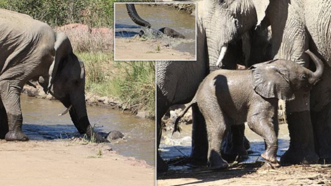 Momente të rralla kur nëna elefant mobilizon tufën për të shpëtuar të voglin që kishte rënë në lumë [Foto]