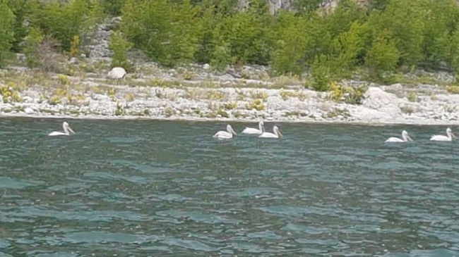 Nis numërimi i pelikanit kaçurrel në Shqipëri