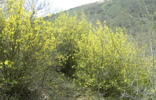 Habitati i llojit endemik Boshtra një vlerë e shtuar e regjistrit të zonave të mbrojtura të natyrës në Kosovë