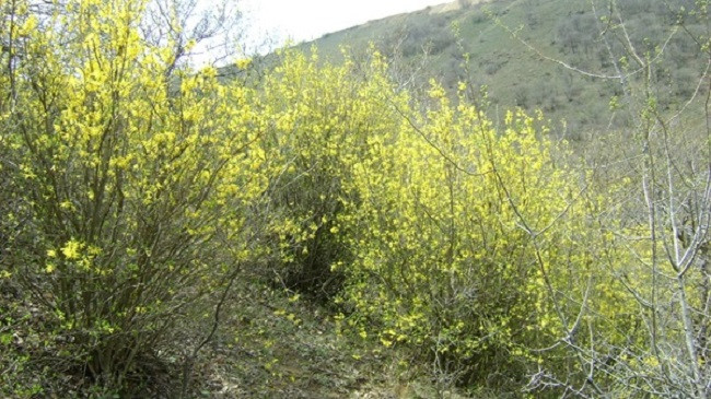 Habitati i llojit endemik Boshtra një vlerë e shtuar e regjistrit të zonave të mbrojtura të natyrës në Kosovë