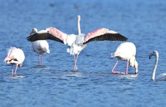 Laguna Kunë-Vain e Lezhës me biodiversitet të pasur