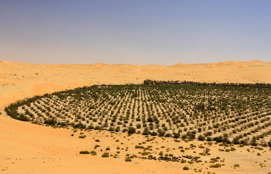 Arabia Saudite planifikon të mbjellë 10 miliardë pemë në shkretëtirë!