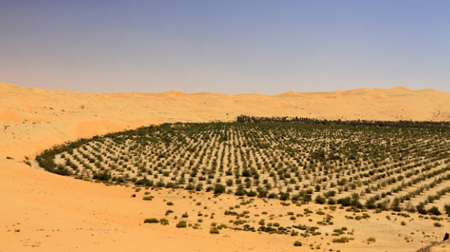 Arabia Saudite planifikon të mbjellë 10 miliardë pemë në shkretëtirë!