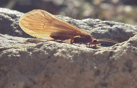 Potamophylax qafshtamaensis – insekti më i ri i zbuluar nga biologu Halil Ibrahimi