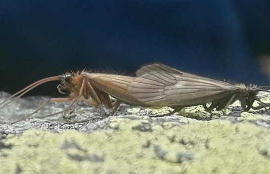 Forbes shkruan për insektin e zbuluar në Kosovë me emrin coronavirus