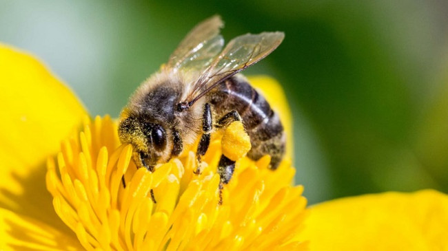Ndikimi toksik i pesticideve në bletë është dyfishuar, tregon studimi