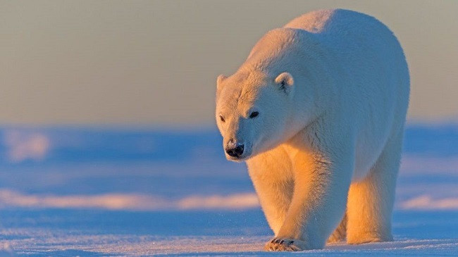 SHBA pezullon lejet për shpime për naftë e gaz në Arktik