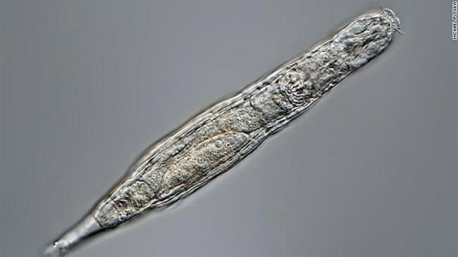 Mbijetoi 24 mijë vjet e ngrirë, kthehet në jetë kafsha e rrallë në Siberi
