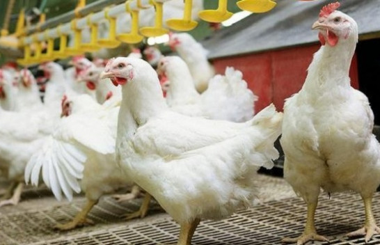Konfirmohen rastet e para të Gripit të Shpendëve në Shqipëri