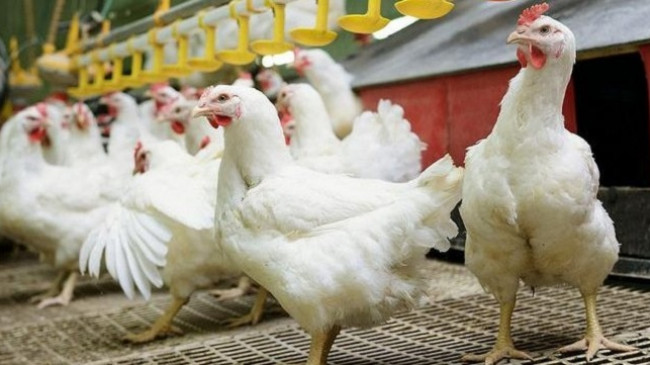 Konfirmohen rastet e para të Gripit të Shpendëve në Shqipëri