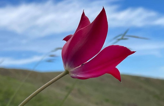 A keni dëgjuar për Tulipanin e Dardanisë? [Foto]