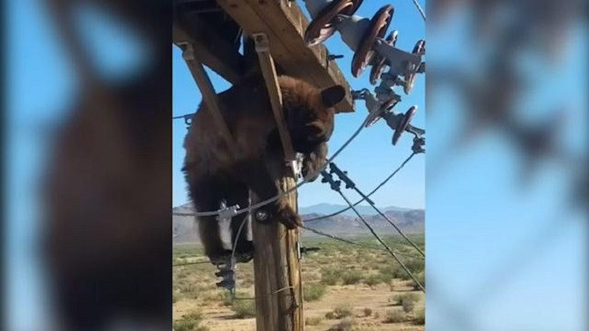 Ariu ‘problematik’ ngjitet në shtyllën elektrike dhe e zë gjumi, fikën dritat në qytet [Video]