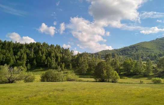 Mështekna – Druri i artë që rritet në Shqipëri
