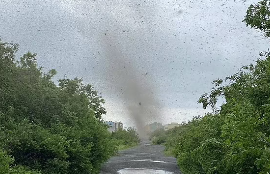 Momente tmerruese kur “tornadot e mushkonjave” mbulojnë diellin në Rusi