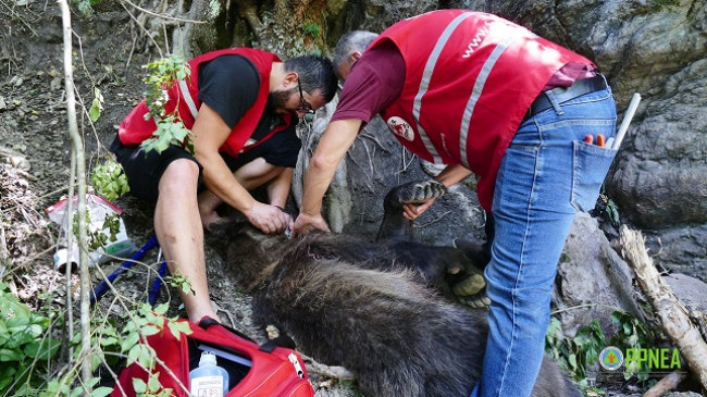 Prej më shumë se tri ditësh i zënë në kurth, shpëtohet ariu i murrmë në Kukës
