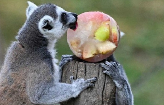 Për të shmangur nxehtësinë, kopshti zoologjik në Romë u ofron kafshëve fruta të ngrira