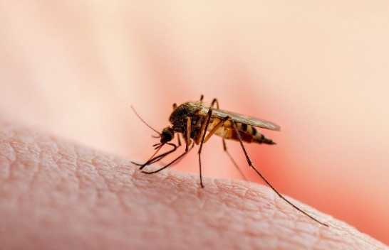 Në Kosovë nuk ka virus të Nilit Perëndimor, IKSHPK: Kujdes nga pickimi i mushkonjave