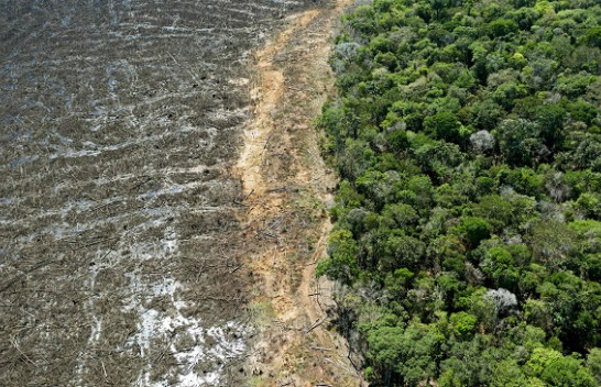 Shpyllëzimi në Amazonë redukton reshjet e shiut