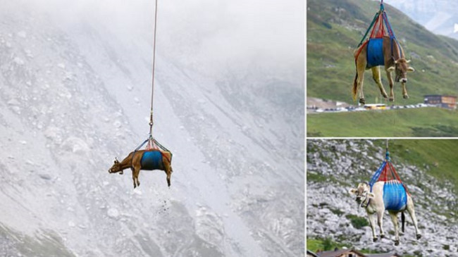 E çuditshme por e vërtetë, lopët në Zvicër ‘fluturojnë’ me helikopterë për të zbritur nga malet