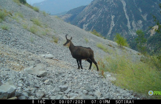 Në fotografi: Monitorimi i parë i faunës së egër në Gjirokastër