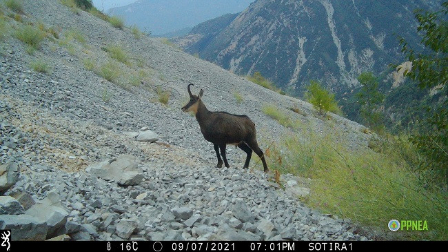 Në fotografi: Monitorimi i parë i faunës së egër në Gjirokastër
