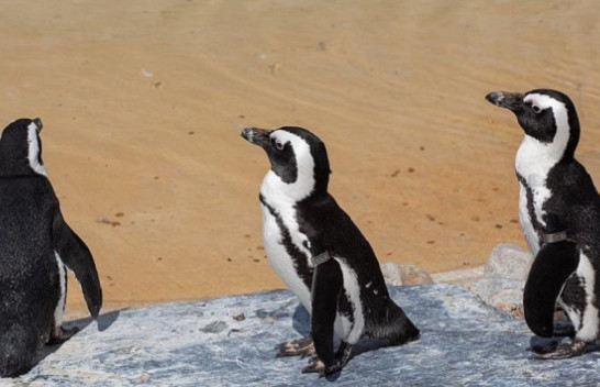 Bletët vrasin dhjetëra pinguinë të rrezikuar në Afrikën e Jugut