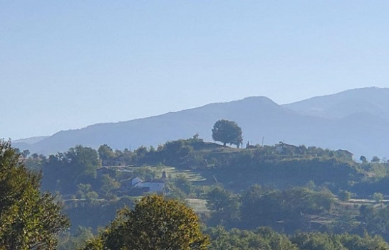 Ky është lisi 200-vjeçar në Shoshaj të Matit