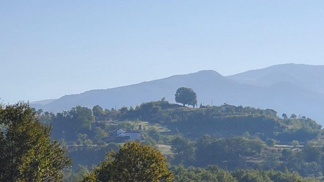 Ky është lisi 200-vjeçar në Shoshaj të Matit