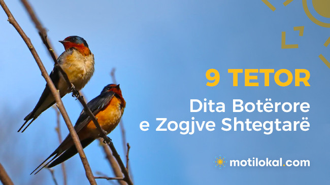 Dita Botërore e Zogjve Shtegtar –  'Këndoni, fluturoni, fluturoni - Si zog'
