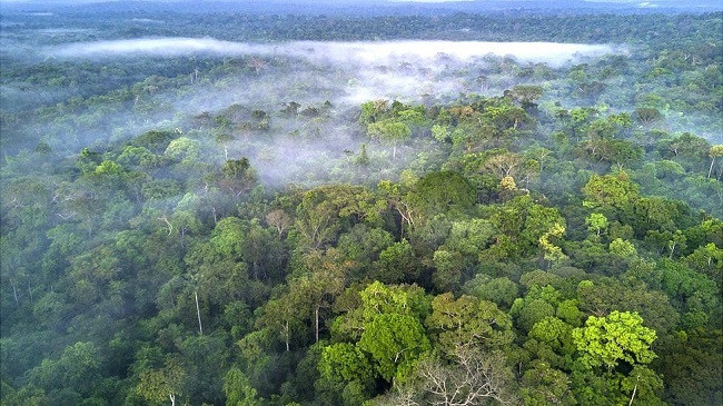 Mbrojtja e pyjeve tropikale të Amazonës, njihuni me nismën e fundit të Facebook