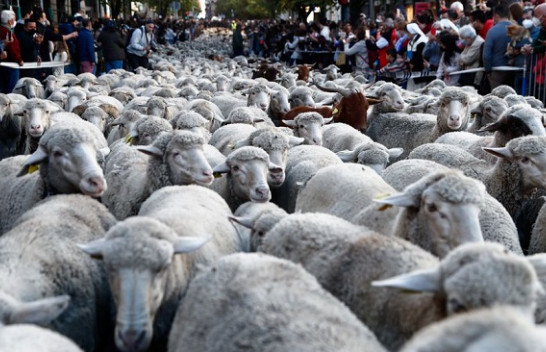 Mbi një mijë dele dhe dhi në 'shëtitjen' tradicionale në Madrid