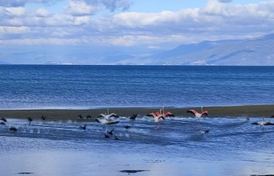 Flamingot shfaqen në liqenin e Ohrit
