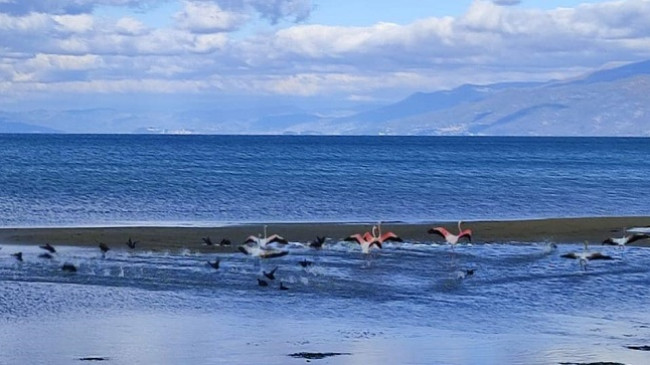 Flamingot shfaqen në liqenin e Ohrit